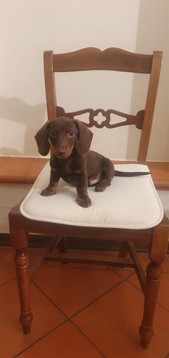 BASSOTTO CUCCIOLI