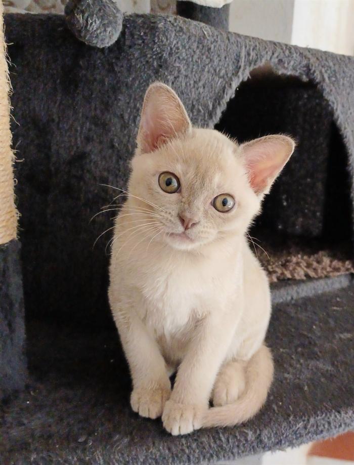CUCCIOLI BURNESI EUROPEI 3