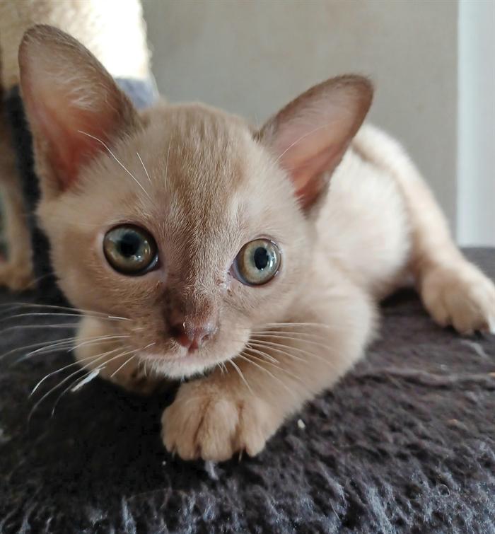 GATTINI BURNESI