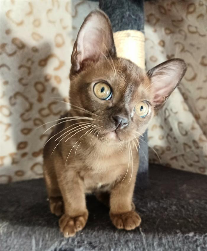 GATTINI BURNESI 3