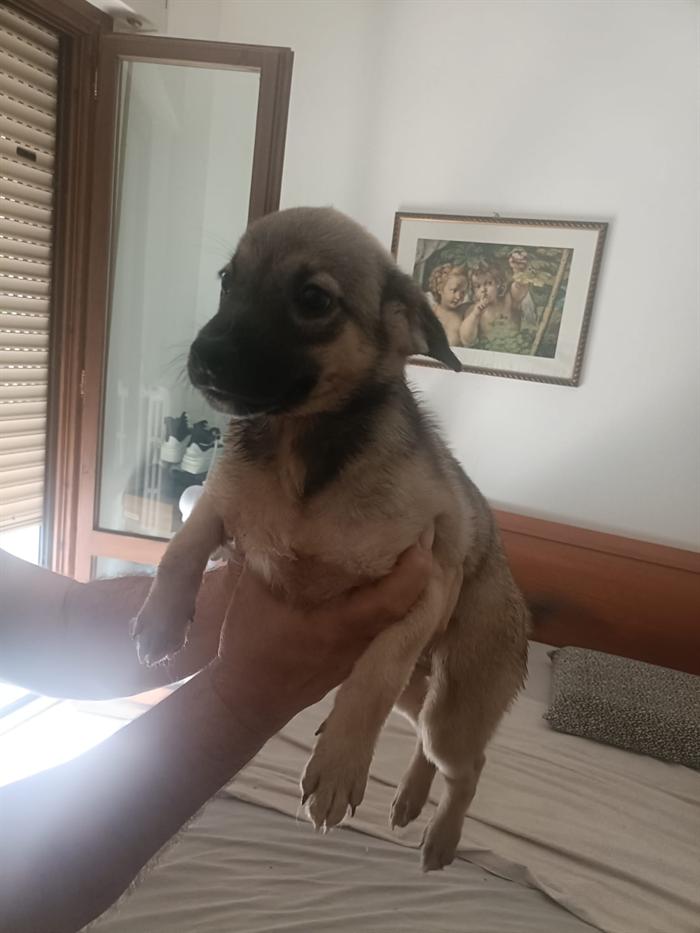 CUCCIOLI