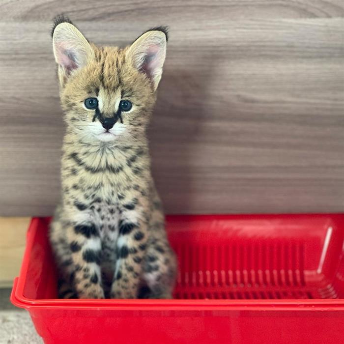 GATTINI SERVAL 3