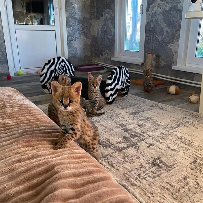 GATTINI SERVAL 4