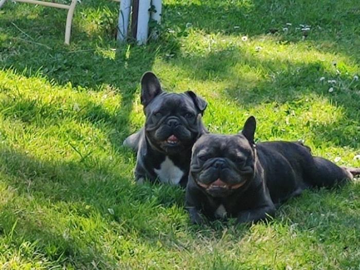 BULLDOG FRANCESE 4