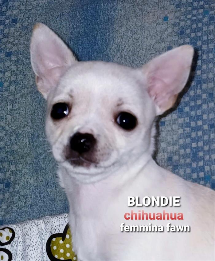 CHIHUAHUA