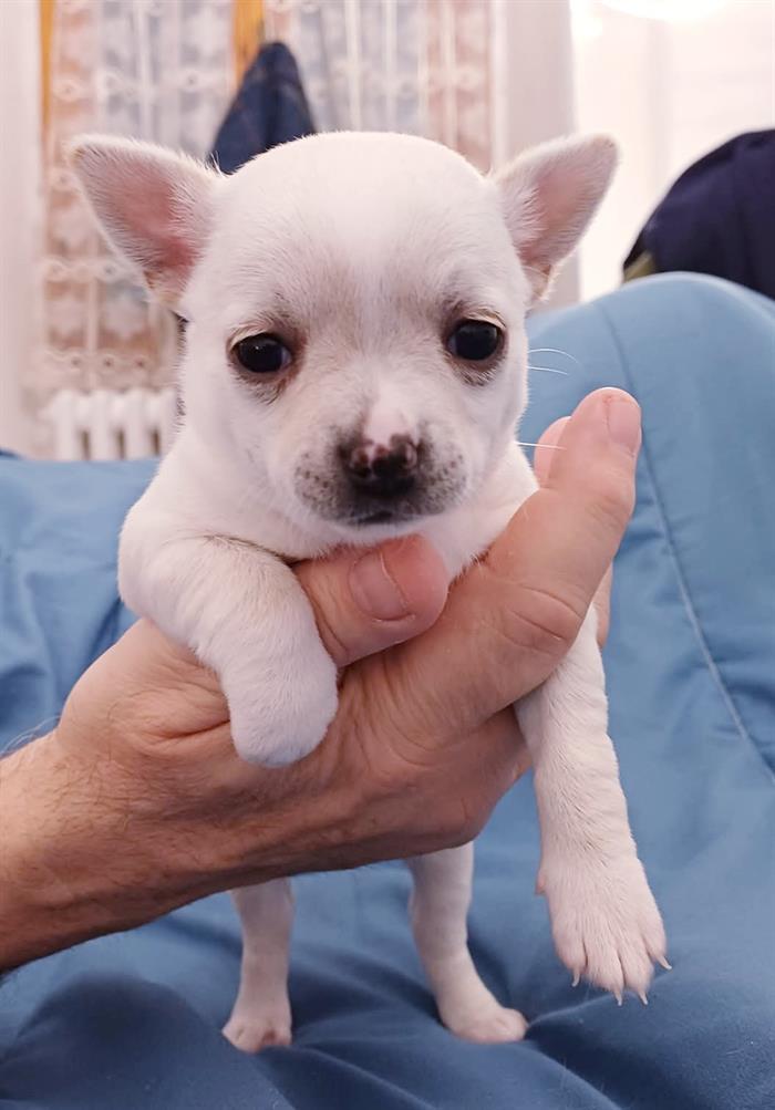 CHIHUAHUA 5