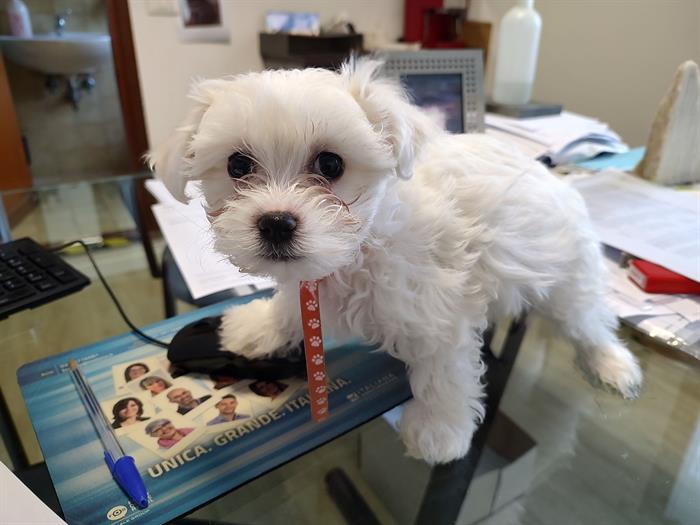 CUCCIOLI MALTESI