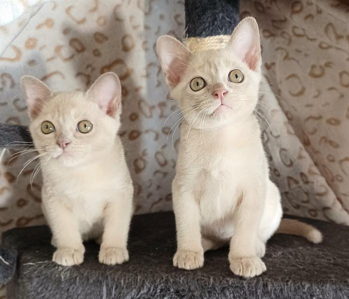 CUCCIOLI MALTESI 3
