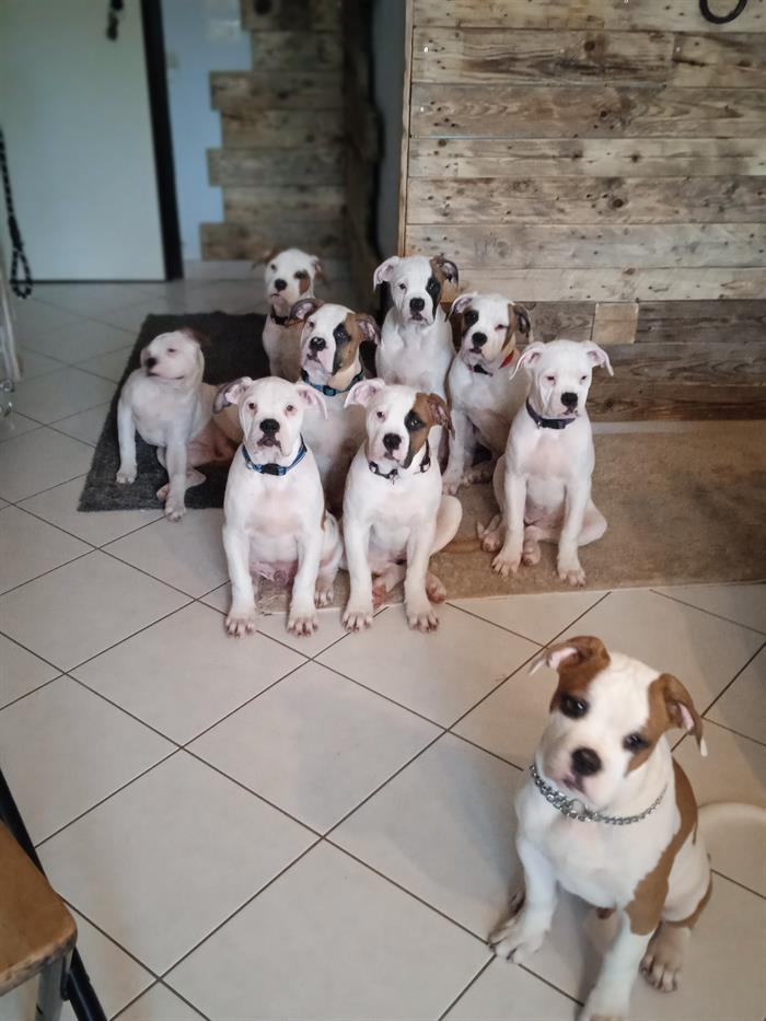 BULLDOG AMERICANO 2