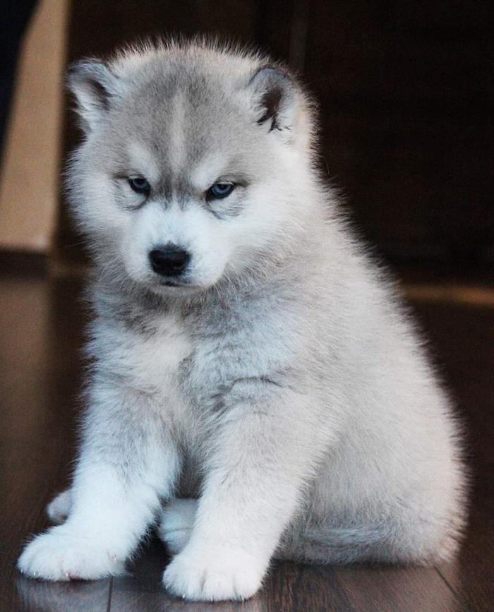 SYBERIAN HUSKY