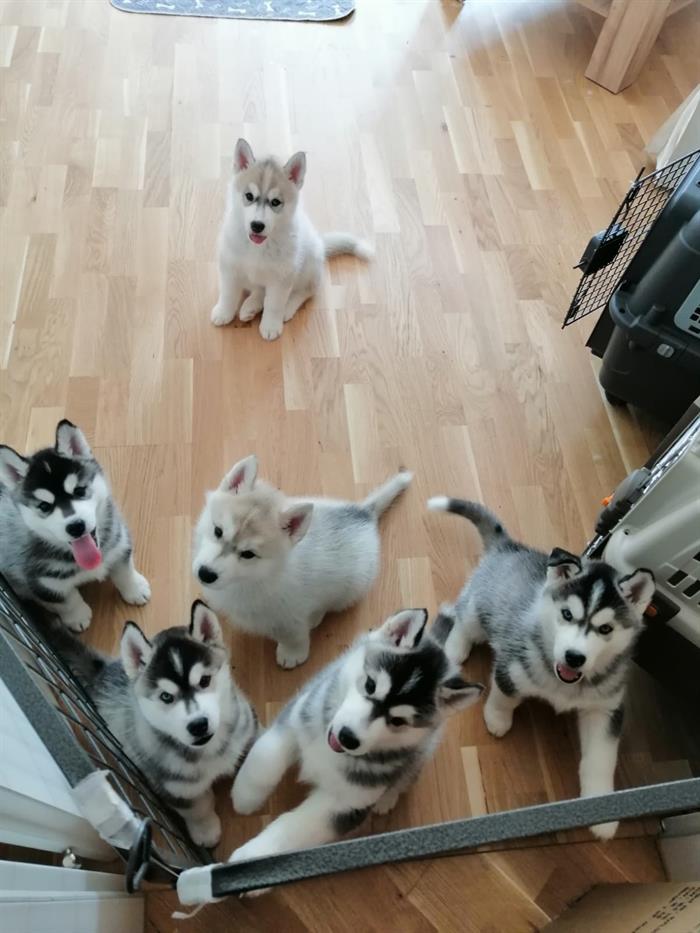 SYBERIAN HUSKY 2