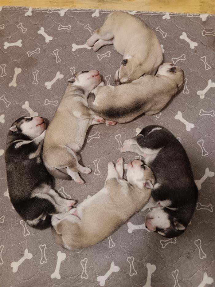 SYBERIAN HUSKY 3
