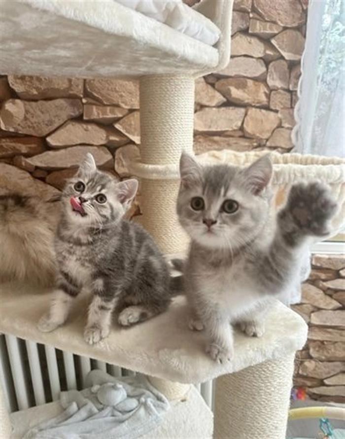 GATTINI BRITISH SHORTHAIR 2