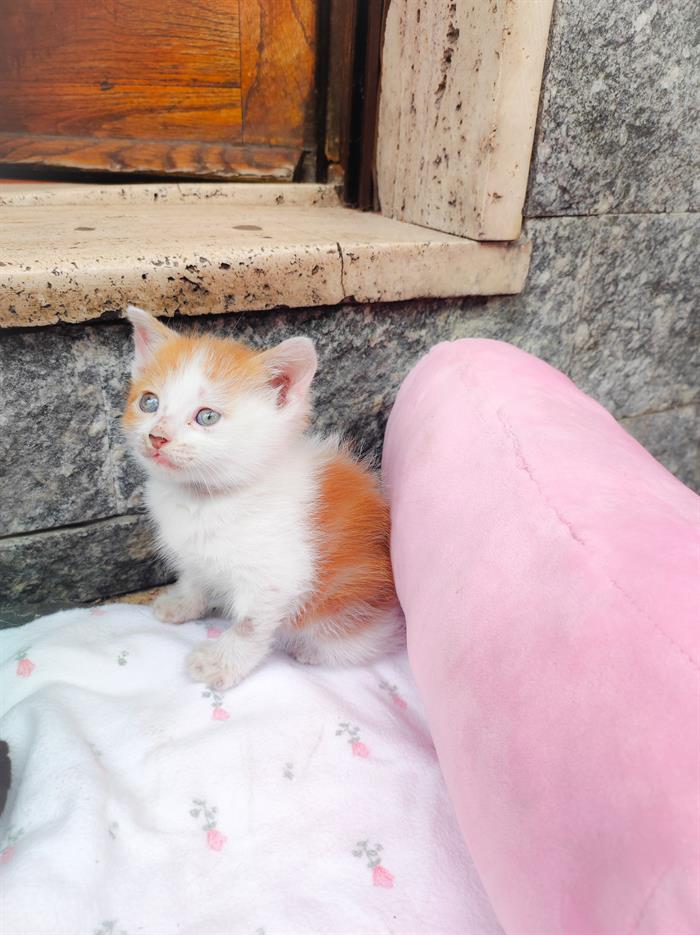 GATTINI BRITISH SHORTHAIR 5