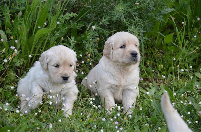 GOLDEN RETRIEVER 3
